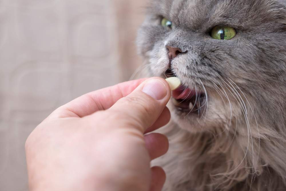 Große graue Katze erhält Ergänzungsmittel