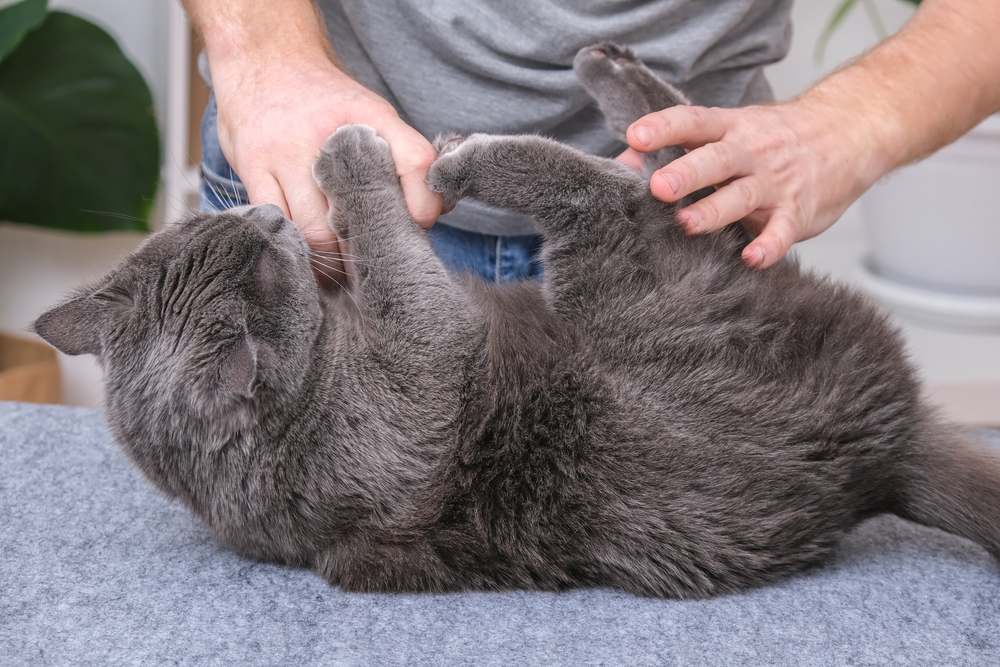 Eine Katze beißt und kratzt spielerisch in die Hände einer Person und zeigt damit ein typisches Katzenverhalten während der Spielzeit