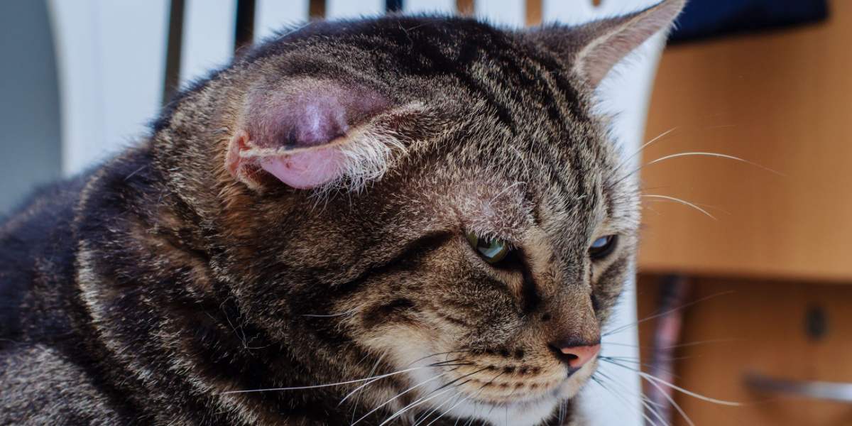 Eine Katze mit einem Hämatom, einer Schwellung oder einem Knoten aufgrund einer Blutansammlung, die typischerweise am Ohr oder Gesicht der Katze auftritt