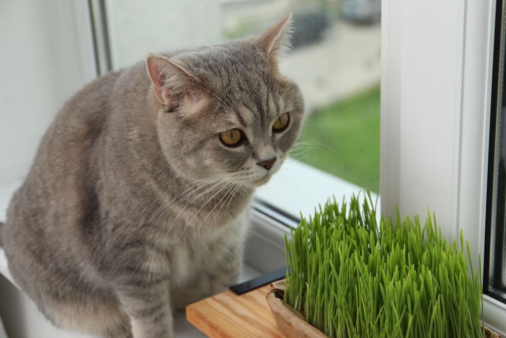 Katze in der Nähe von frischem Weizengras für Katzen auf einer Fensterbank im Innenbereich