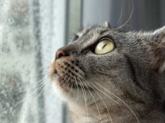 Indoor tabby cat sitting in the window gets surprised by the storm and rain