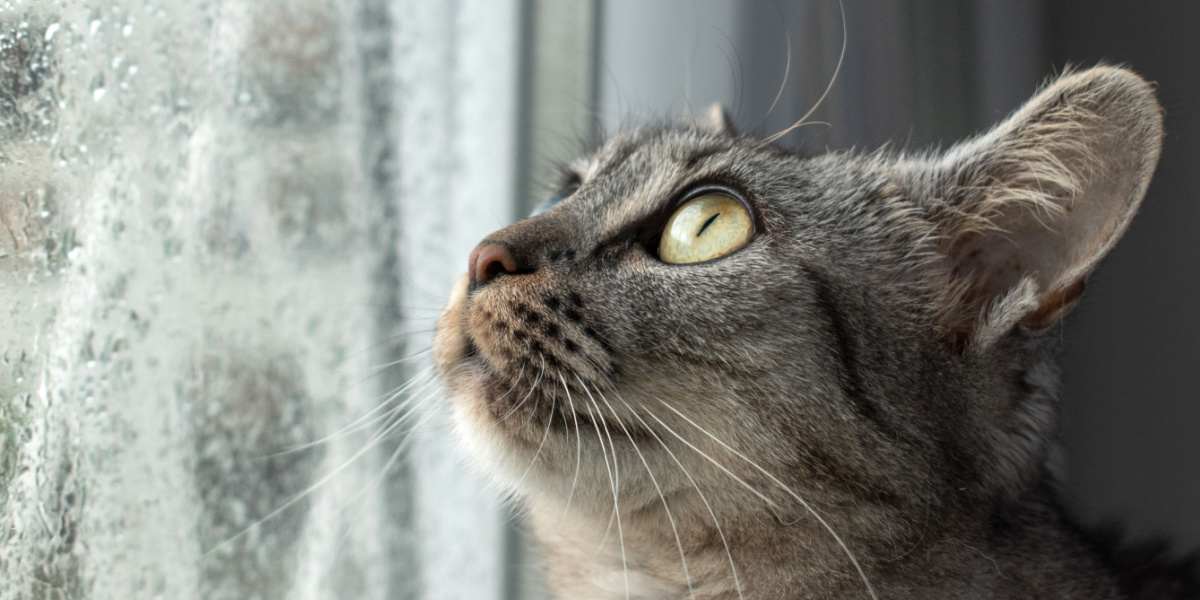 Hauskatze mit getigertem Fell, die im Fenster sitzt, wird von Sturm und Regen überrascht