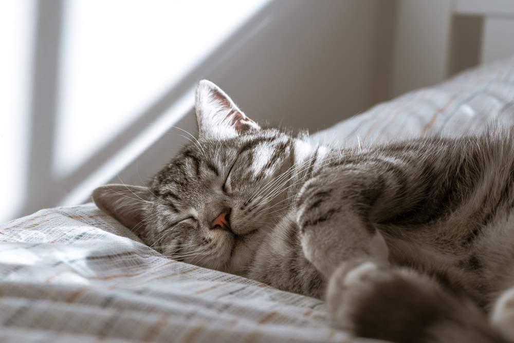 Bild einer friedlich schlafenden Katze, das einen ruhigen und erholsamen Moment katzenhafter Entspannung einfängt.