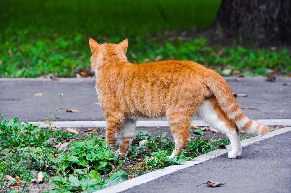 Können Katzen den Weg nach Hause finden? Eine Katze, die selbstbewusst auf einer gepflasterten Straße läuft, verkörpert ein Gefühl von Abenteuer und Unabhängigkeit.