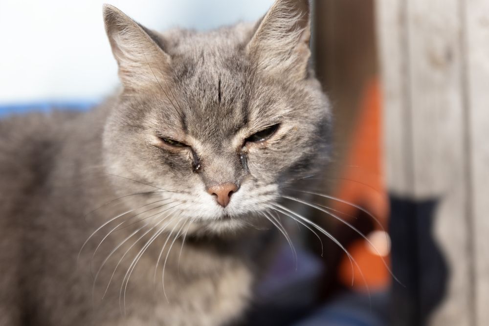 Katze mit verstopften Tränenkanälen