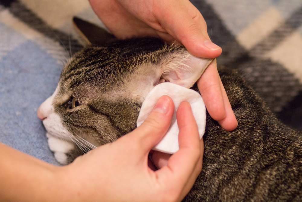 Ein Katzenbesitzer reinigt die Ohren seiner Katze sanft mit einem Wattepad und sorgt so für die Ohrenhygiene und das Wohlbefinden seines Haustiers