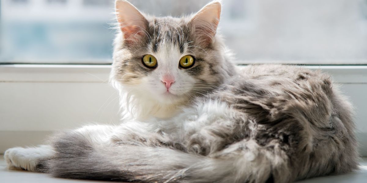 Eine flauschige Katze liegt auf einer Fensterbank.