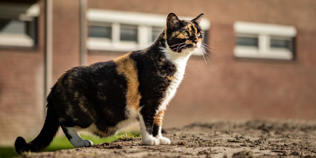 Grünäugige dreifarbige Katze steht und zeigt ihren Urbeutel