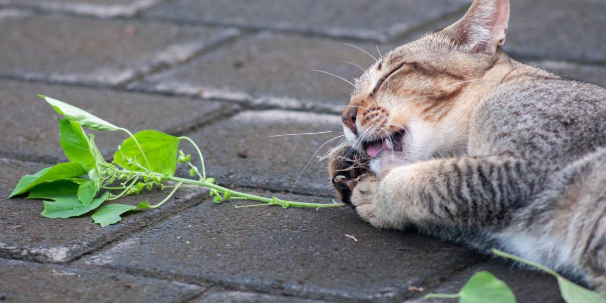 Grau getigerte Katze spielt mit silberner Rebe, ein humorvoller und spielerischer Moment