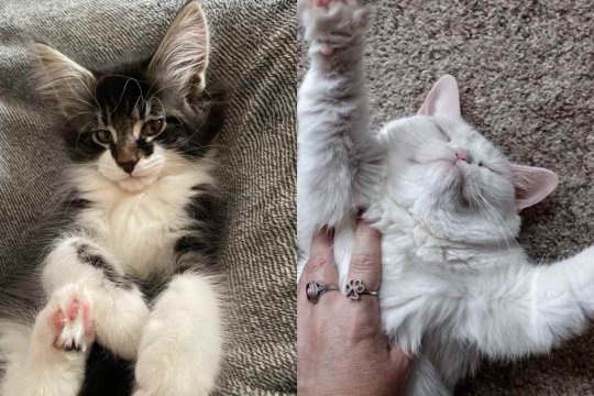 Wie Katzen ihren Lieblingsmenschen auswählen