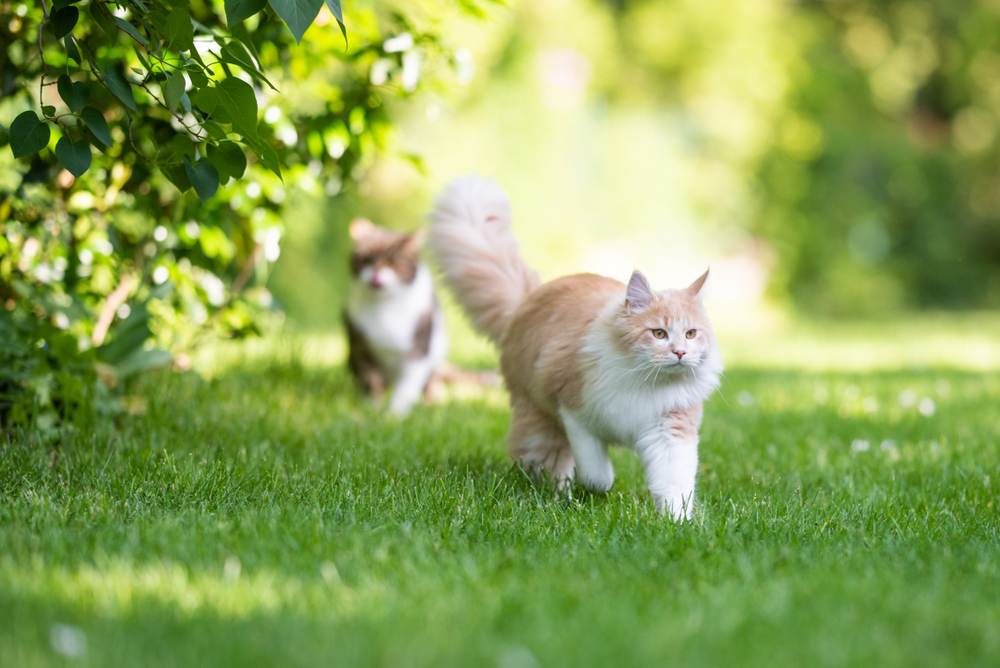 Fakten über Kater: Eine Maine-Coon-Katze mit buschigem Schwanz läuft davon und stellt dabei ihr majestätisches und unverwechselbares Erscheinungsbild zur Schau.