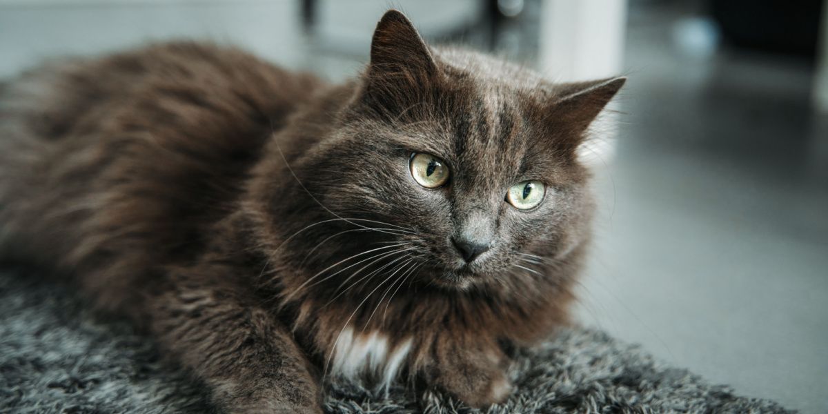 Ein Nahaufnahme-Porträt eines grauen Katers mit auffälligen grünen Augen, das den intensiven und fesselnden Blick der Katze einfängt.