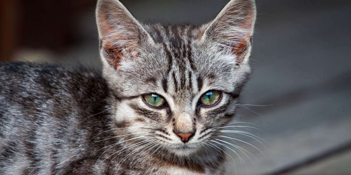 Lipom bei Katzen: Nahaufnahme eines kranken streunenden Kätzchens mit einem auffälligen Tumor auf dem Kopf