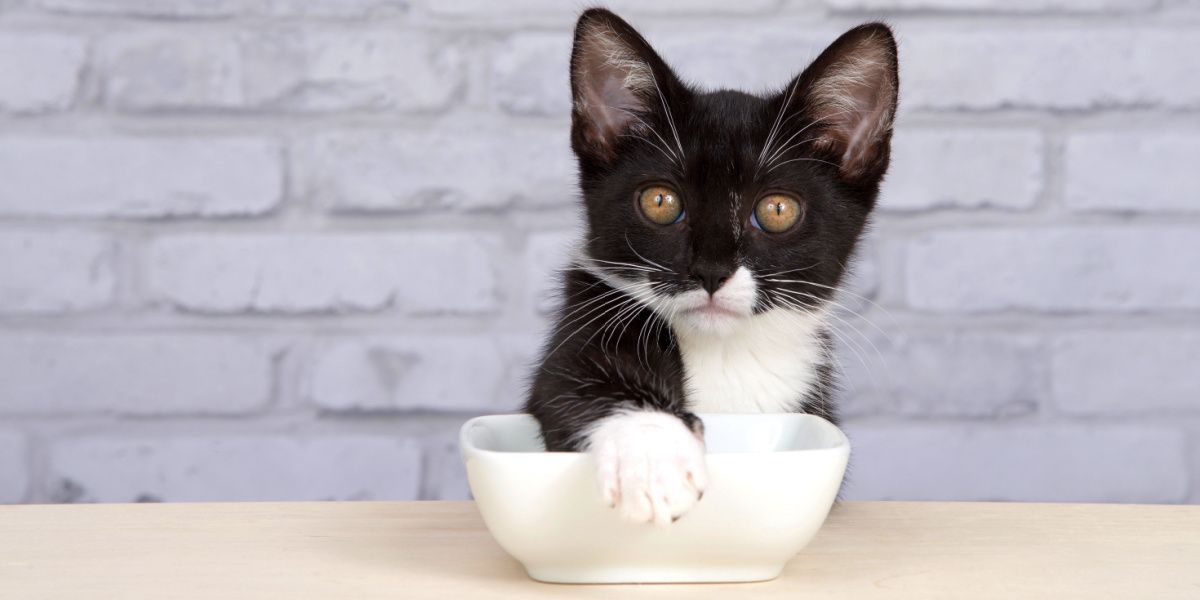 Katzen bedecken ihr Futter: Ein Tuxedo-Kätzchen bedeckt seinen Futternapf mit der Pfote und zeigt damit ein verspieltes und einfallsreiches Verhalten