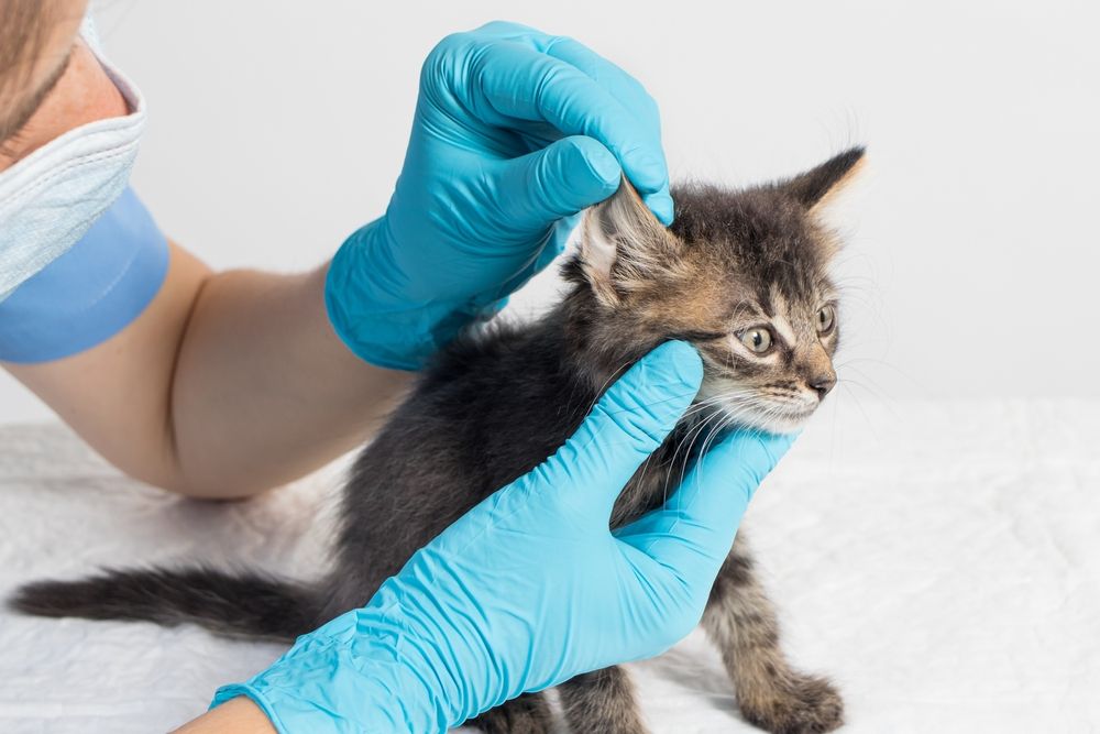 Ein Tierarzt untersucht sorgfältig das Ohr eines Kätzchens und führt so eine gründliche medizinische Untersuchung durch.