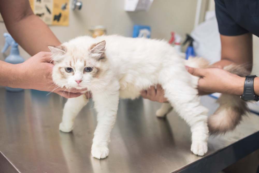 Lipom bei Katzen: Tierarzt untersucht den Magen einer Katze im Rahmen einer medizinischen Untersuchung auf Anzeichen von Eierstocktumoren