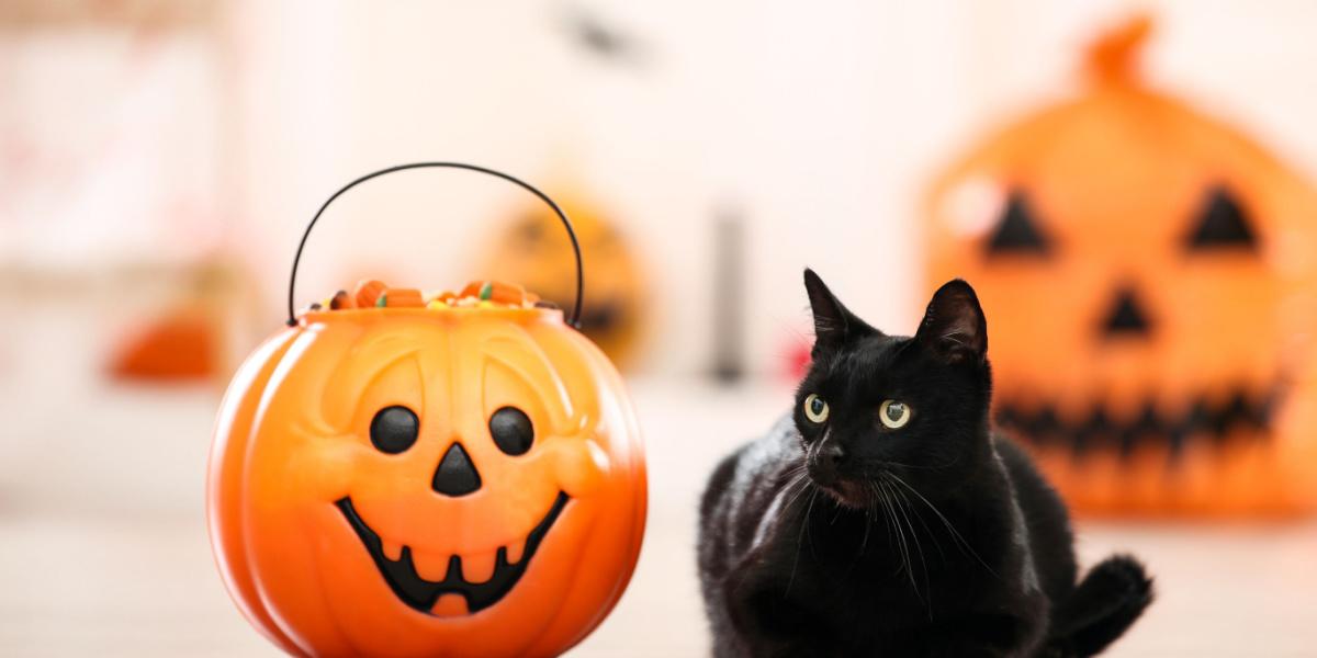 Schwarze Katze mit Süßigkeiten im Halloween-Eimer