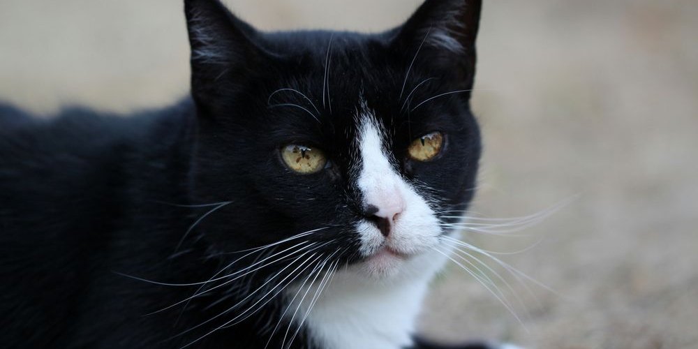 Braune Flecken in der Iris einer schwarz-weißen Katze.