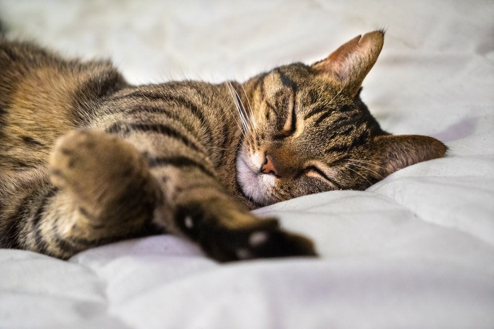 Grau getigerte Katze schläft friedlich auf einem Bett