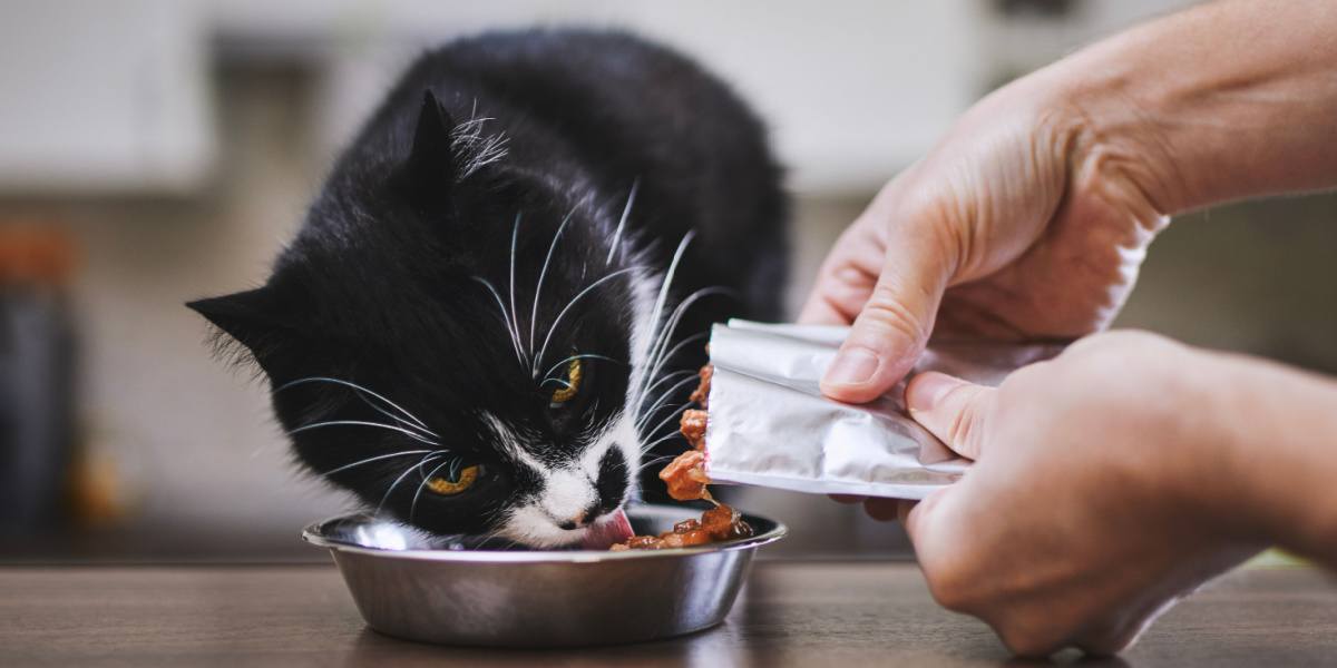 Mann füttert seine hungrige Katze