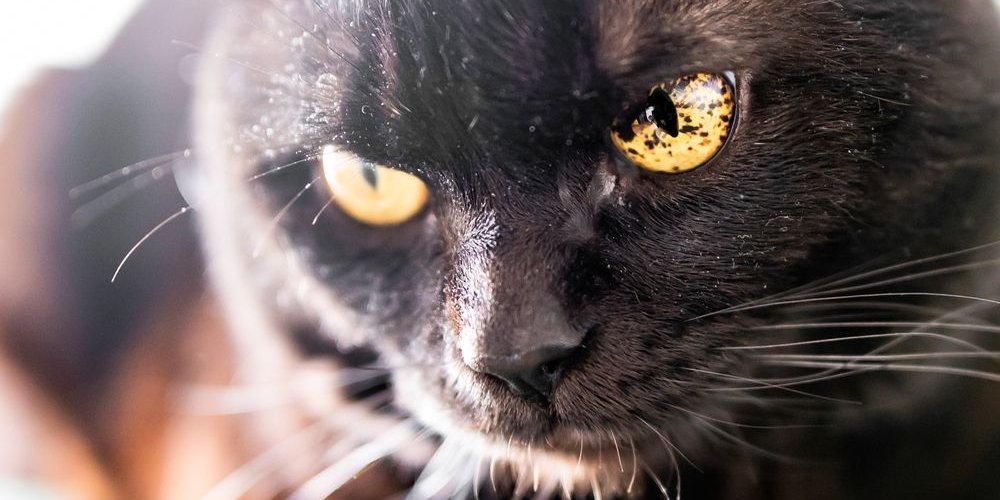 Schwarze Flecken in der Iris (Augen) einer schwarzen Katze