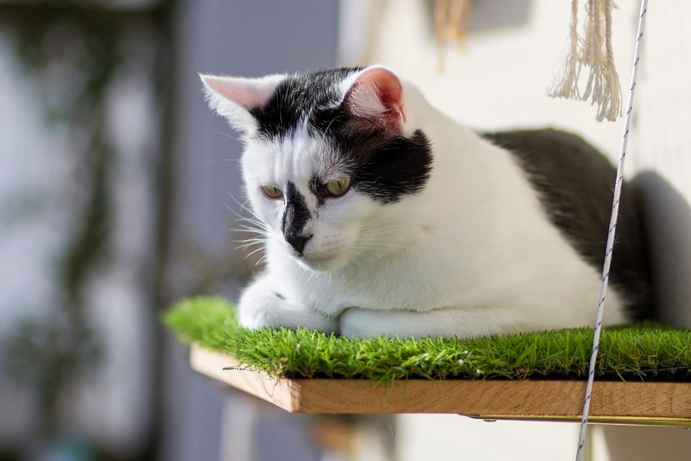 Katze sitzt auf einer Fensterbank und genießt die Aussicht