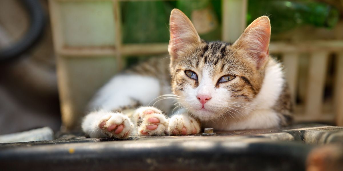 Kirschauge bei Katzen: Katze zeigt ihr drittes Augenlid