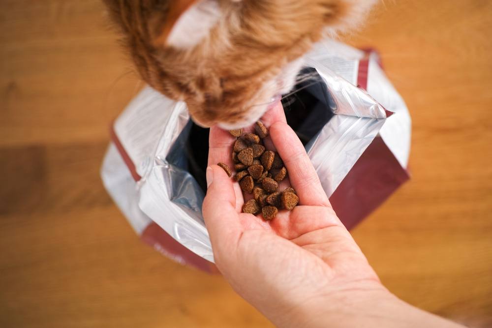 Ingwer Maine Coon Katze frisst Katzenfutter aus der Hand einer Frau