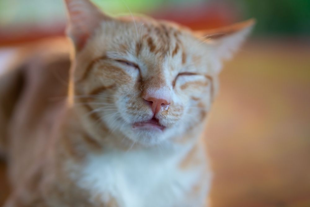 Orange getigerte Katze mit Nasenausfluss, die Anzeichen einer möglichen Krankheit oder Allergie zeigt.