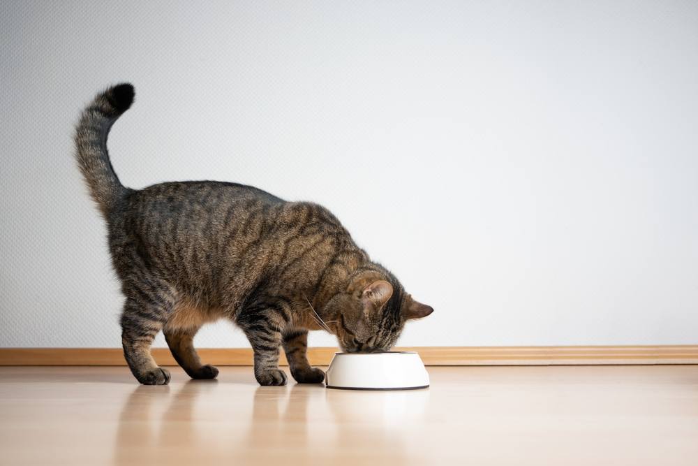 getigerte Katze frisst Tierfutter aus dem Futternapf