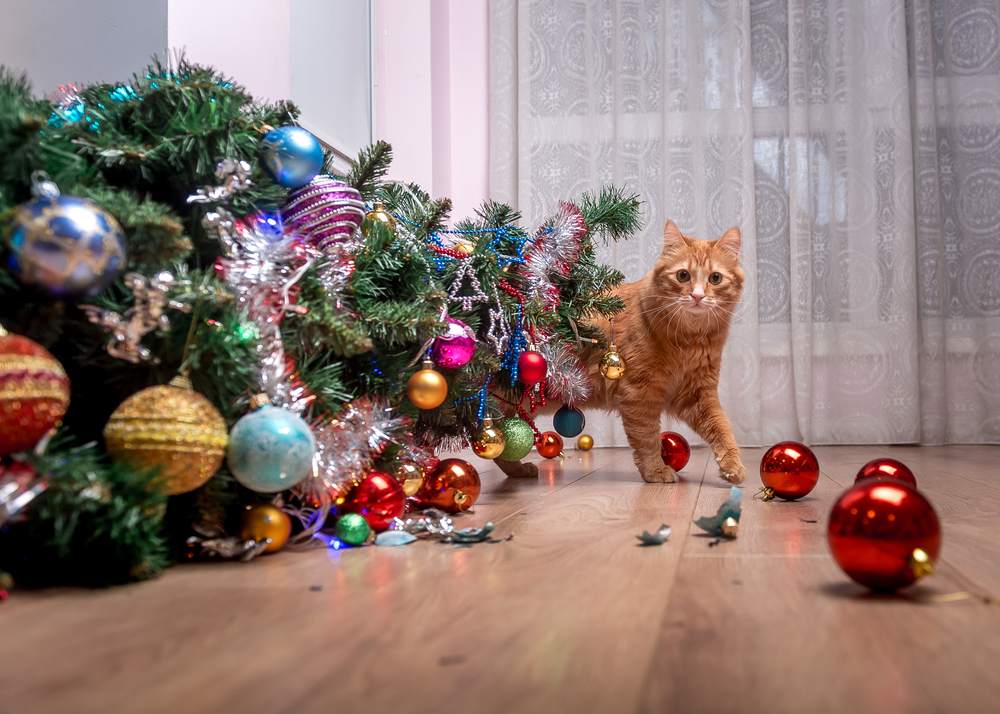 Schuld der Hauskatze – umgestürzter Weihnachtsbaum