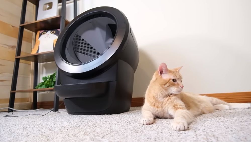 Litter Robot und orange Katze