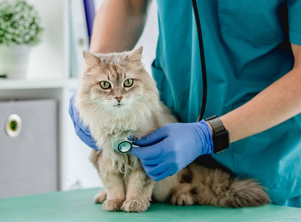 Tierarzt hört flauschige Katze mit Stethoskop