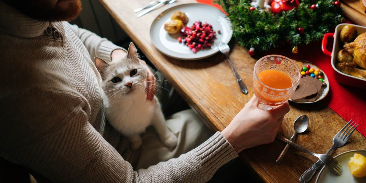 Katze auf dem Schoß des Mannes, am festlichen Esstisch