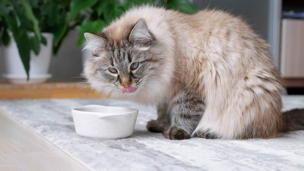 flauschige Katze frisst Futter aus weißer Schüssel