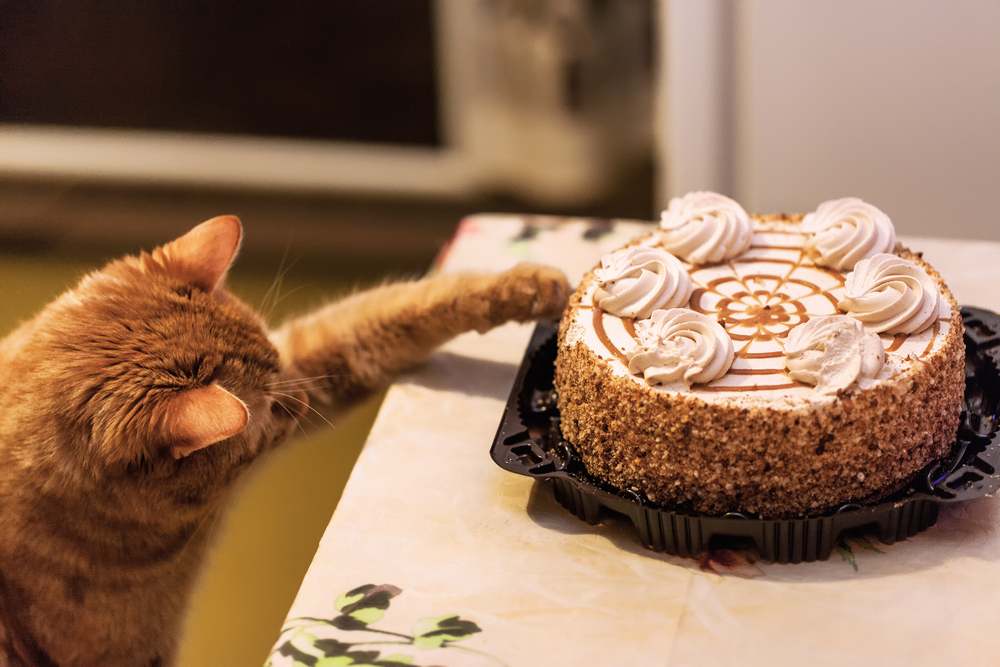 rote Katze greift nach Kuchen auf der Theke