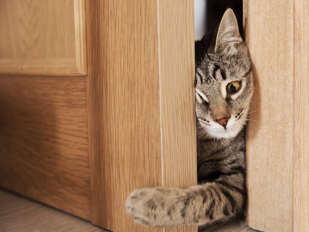 graue Katze versucht, durch die Tür zu klettern