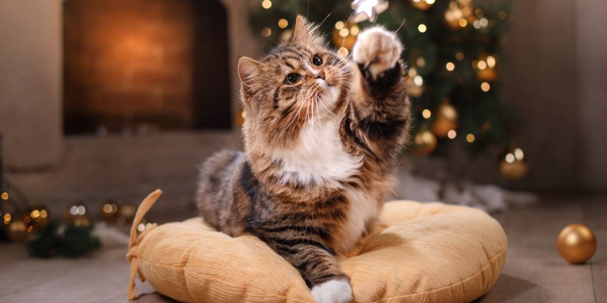 getigerte Katze spielt Weihnachtsdekor