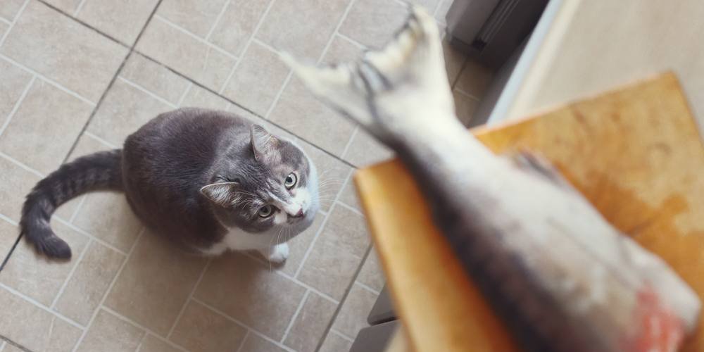 Eine Katze blickt neugierig auf einen Fischschwanz auf der Küchentheke