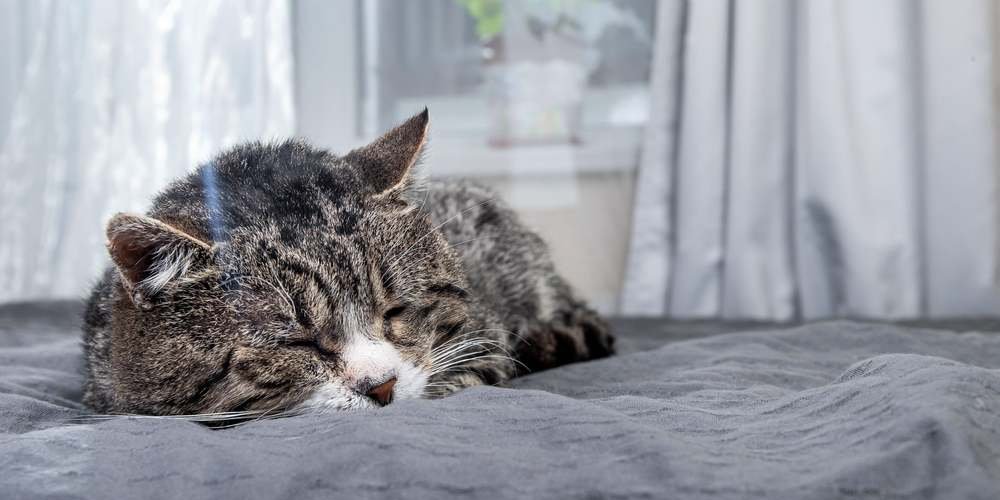 Eine alte getigerte Katze schläft auf einem weichen Bett vor einem Fenster.