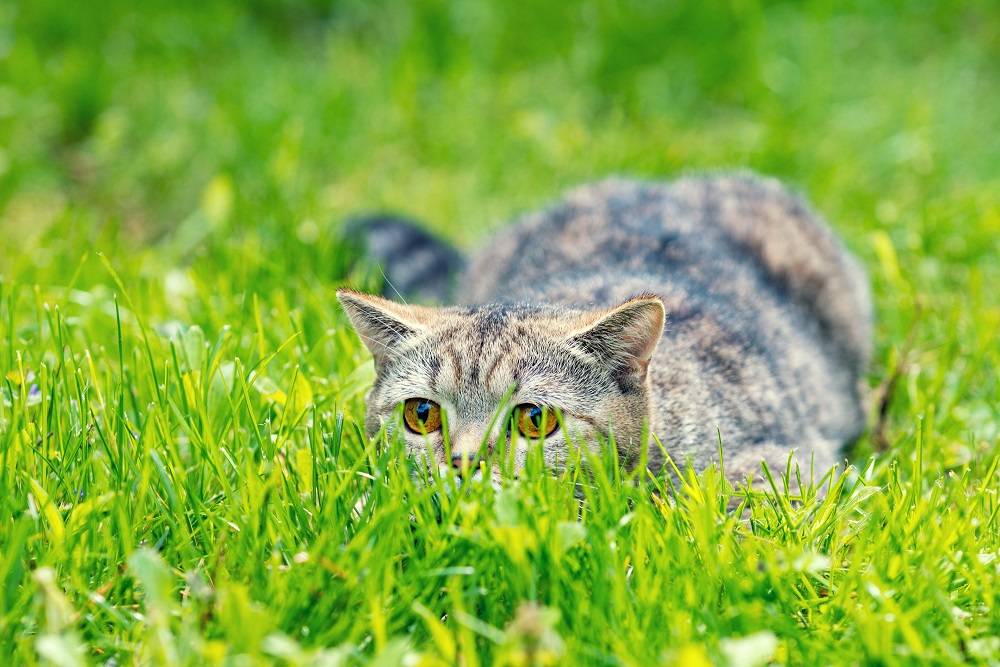 Katze versteckt sich im Gras