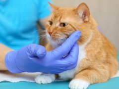 Cat with red fur at vet's examination table