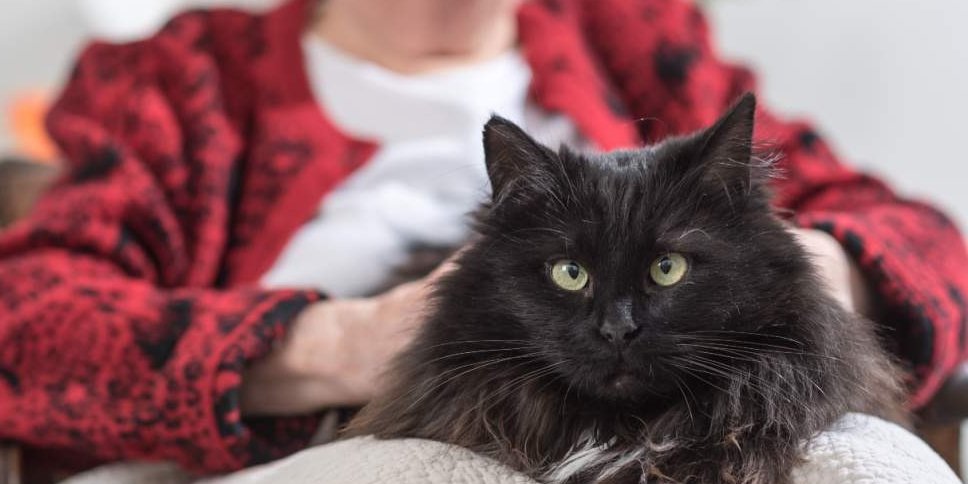 Nahaufnahme einer grauen Katze, die im Hintergrund von einer älteren Frau gestreichelt wird.