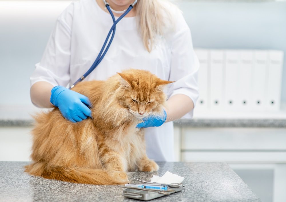 Eine Tierärztin mit langen blonden Haaren und blauen Handschuhen untersucht eine langhaarige orangefarbene Katze mit einem Stethoskop.