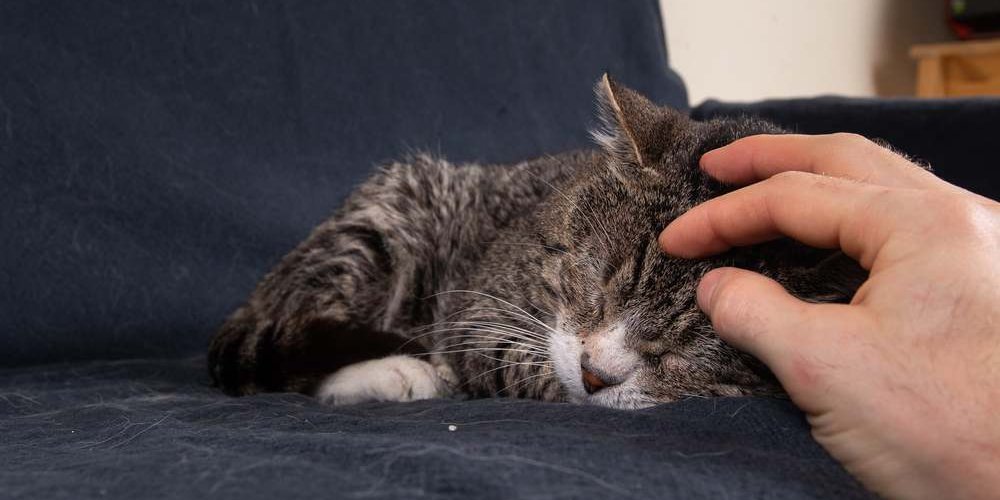 Nahaufnahme einer alten grauen Katze, die auf einem blauen Sofa schläft und von einer Menschenhand am Kopf gekrault wird.