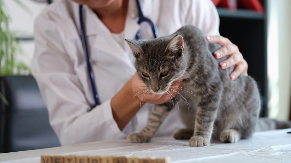 https://de.cats.com/wp-content/uploads/2023/12/Female-veterinarian-holds-sick-cat-close-up.jpg