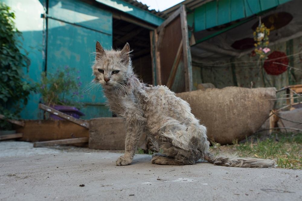 Eine sehr dünne graue Katze mit dünnem Fell sitzt vor einem blauen Gebäude mit einem Wellblechdach.