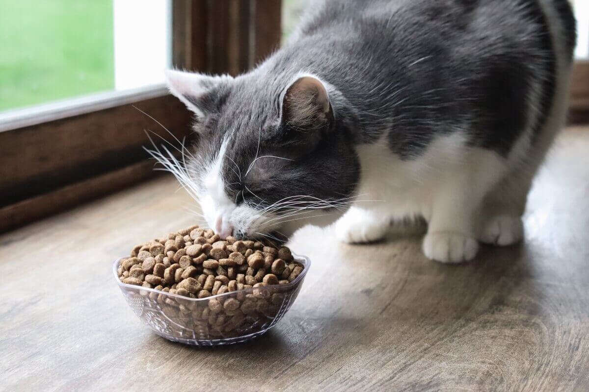 So bleibt Katzenfutter länger frisch