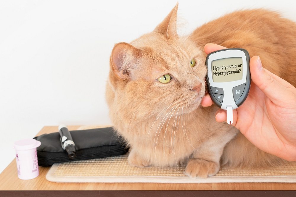 Nahaufnahme einer orangefarbenen Katze, die neben einer menschlichen Hand, die ein Blutzuckermessgerät hält, aus dem Kamerablickwinkel schaut