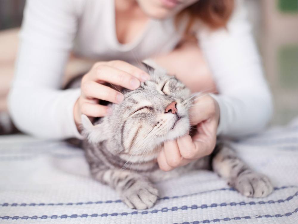 Frau streichelt silber getigerte Katze